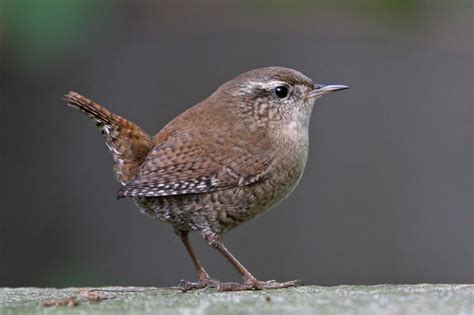 kleiner brauner vogel